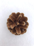 Conuri pin negru